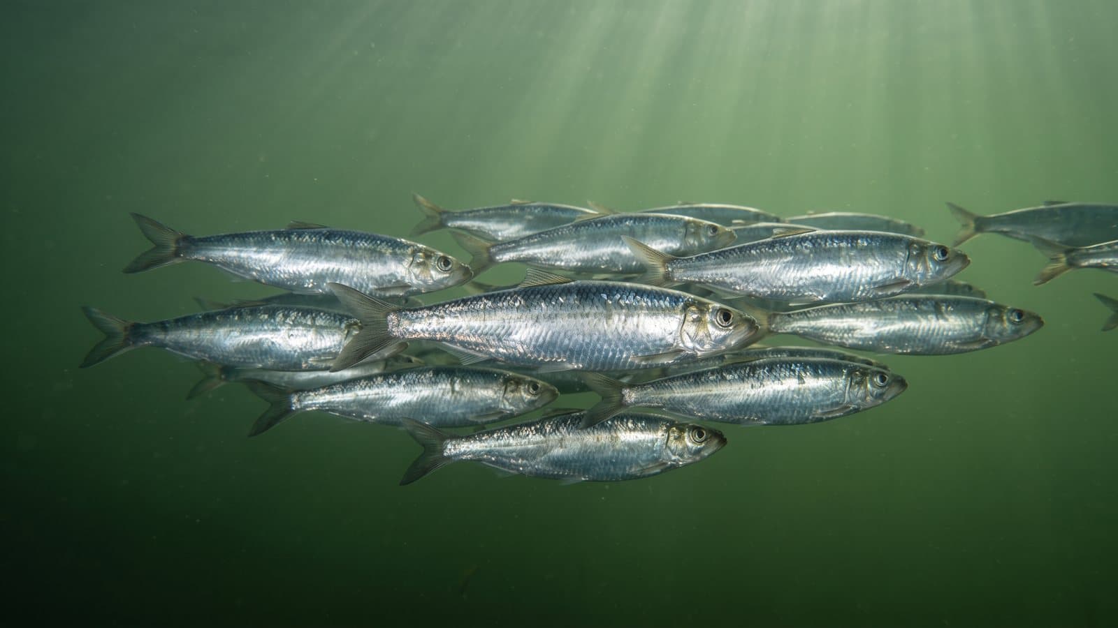 Ett stim strömming som ligger parallellt i grönt vatten, silverblanka sidor mot mörkare rygg.